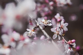 Tử vi Thứ 2 ngày 8/2/2021 của 12 con giáp: Ngày 27 Tết, Sửu phát tài lớn