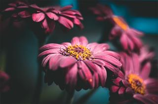 Tử vi thứ 6 ngày 8/1/2021 của 12 cung hoàng đạo: Xử Nữ nhạy bén, Kim Ngưu cứng nhắc