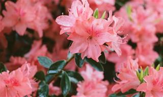 Tử vi thứ 2 ngày 4/10/2021 của 12 cung hoàng đạo: Xử Nữ khó tính, Hổ Cáp được giúp