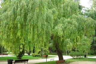 Mệnh Dương Liễu Mộc là gì? Cuộc đời người mệnh này sẽ đi về đâu?