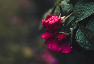 Tử vi thứ 4 ngày 20/10/2021 của 12 cung hoàng đạo: Song Tử cởi mở, Nhân Mã tự tin