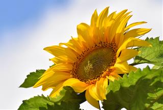 Tử vi thứ 6 ngày 29/10/2021 của 12 cung hoàng đạo: Xử Nữ xung đột, Thiên Bình lôi cuốn