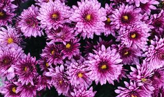 Tử vi Thứ 3 ngày 12/10/2021 của 12 con giáp: Mùi lãng phí, Dậu hạnh phúc