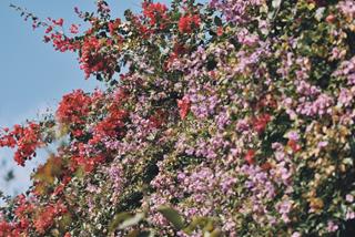 Tử vi tuần mới từ 27/12 - 2/1/2022 của 12 con giáp: Dần đón đào hoa, Ngọ có bất ngờ