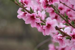 Tử vi thứ 4 ngày 29/12/2021 của 12 con giáp: Sửu mệt mỏi, Hợi thông minh