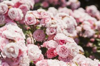 Tử vi thứ 4 ngày 5/1/2022 của 12 con giáp: Hợi lận đận, Mão có tiểu nhân