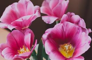 Tử vi Thứ 3 ngày 2/3/2021 của 12 con giáp: Sửu hạnh phúc, Ngọ có cơ hội mới