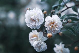 Tử vi thứ 6 ngày 26/2/2021 của 12 cung hoàng đạo: Sư Tử cố chấp, Nhân Mã quyết đoán