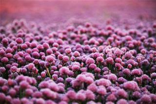 Tử vi thứ 6 ngày 5/2/2021 của 12 cung hoàng đạo: Sư Tử vui vẻ, Hổ Cáp nóng nảy