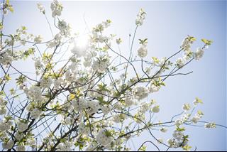 Tử vi hôm nay 13/2/2021 về may mắn của 12 con giáp: Mùng 2 Tết của ai thuận lợi nhất?