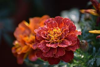 Tử vi thứ 5 ngày 25/2/2021 của 12 con giáp: Mão vất vả, Mùi vượng tài