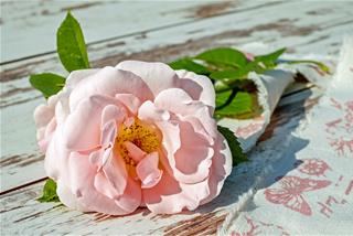 Tử vi thứ 3 ngày 16/3/2021 của 12 cung hoàng đạo: Hổ Cáp mạnh mẽ, Thiên Bình dè dặt