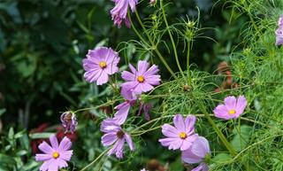 Tử vi thứ 4 ngày 24/3/2021 của 12 cung hoàng đạo: Cự Giải mơ mộng, Kim Ngưu nên linh hoạt