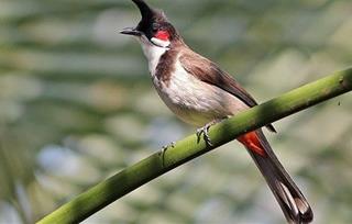 Chào mào bay vào nhà là điềm gì? Nên chào đón hay xua đuổi?