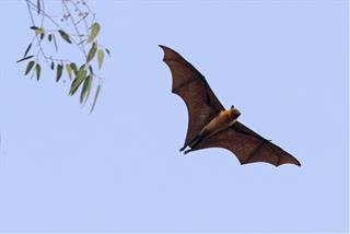 Dơi bay vào nhà có điềm gì? Có đáng để hoang mang, sợ hãi hay không?