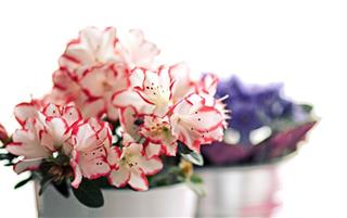 Tử vi thứ 4 ngày 26/5/2021 của 12 cung hoàng đạo: Cự Giải được khen, Xử Nữ làm quá