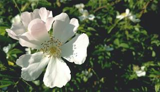 Tử vi thứ 2 ngày 10/5/2021 của 12 cung hoàng đạo: Sư Tử tham vọng, Bảo Bình hào phóng