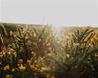 Tử vi thứ 5 ngày 1/7/2021 của 12 con giáp: Thìn vất vả, Thân vượng duyên