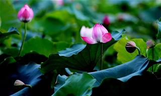 Tử vi thứ 2 ngày 21/6/2021 của 12 cung hoàng đạo: Nhân Mã e sợ, Song Tử tinh tế