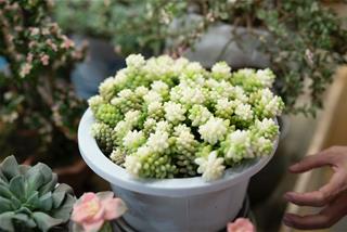 Tử vi thứ 7 ngày 24/7/2021 của 12 con giáp: Dần mất tập trung, Hợi dễ mất tiền