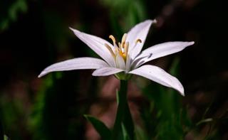 Tử vi Chủ nhật ngày 1/8/2021 của 12 con giáp: Dần tức giận, Tý có cơ hội