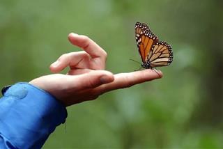 Bướm bay vào nhà là điềm gì? Hiện tượng này đáng lo hay đáng để ăn mừng?