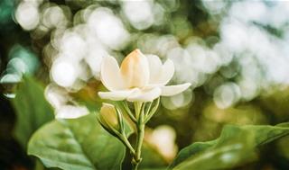 Tử vi Chủ nhật ngày 18/7/2021 của 12 con giáp: Thìn gặp rắc rối, Tị có mâu thuẫn