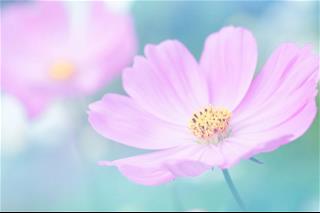 Tử vi thứ 2 ngày 16/8/2021 của 12 cung hoàng đạo: Kim Ngưu vô lý, Thiên Bình lười biếng