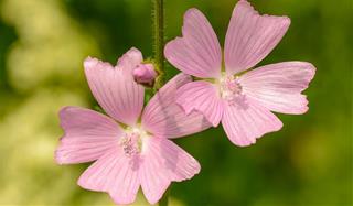 Tử vi thứ 4 ngày 18/8/2021 của 12 cung hoàng đạo: Hổ Cáp cả tin, Bạch Dương sắc bén