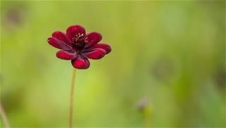 Tử vi Chủ nhật ngày 29/8/2021 của 12 con giáp: Tị vượng duyên, Mùi có niềm tin