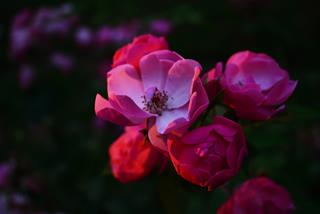 Tử vi thứ 3 ngày 17/8/2021 của 12 con giáp: Thìn tiêu cực, Tị hạnh phúc