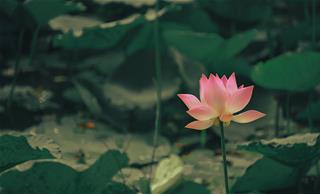 Tử vi thứ 5 ngày 12/8/2021 của 12 con giáp: Tý nhanh nhạy, Mùi nóng nảy