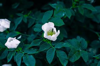 Tử vi tuần mới của 12 cung hoàng đạo 13 - 19/9/2021: Nhân Mã khó khăn, Cự Giải đa nghi