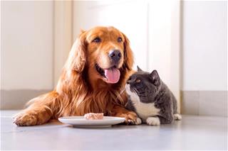 Hiểu sao cho đúng: Mèo đến nhà thì khó chó đến nhà thì sang?