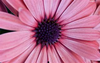 Tử vi thứ 4 ngày 29/9/2021 của 12 cung hoàng đạo: Sư Tử may mắn, Song Ngư thấu hiểu