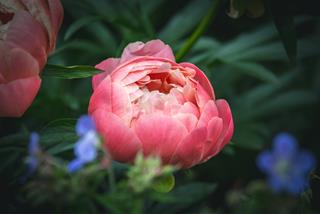 Tử vi thứ 4 ngày 19/1/2022 của 12 con giáp: Tý mạnh dạn, Thìn khéo nói