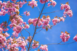 Tử vi thứ 4 ngày 26/1/2022 của 12 con giáp: Tý may mắn, Dậu bất ổn