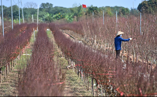 Miền Bắc mưa phùn, rét đậm trong dịp Tết Nhâm Dần 2022