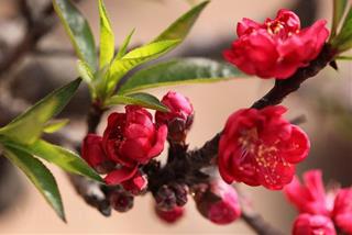 Cách giữ hoa đào tươi lâu trong nhà Tết Ất Tỵ 2025 vừa đơn giản lại hút lộc