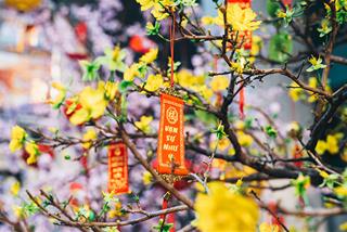 Cách giữ hoa mai tươi lâu trong nhà chơi suốt Tết Bính Ngọ 2026 mà vẫn đẹp khi HẾT TẾT