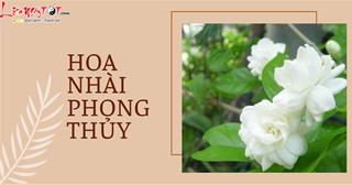 Hoa nhài phong thủy: Nhiều tác dụng bất ngờ nhưng trồng cây nhớ tránh điều hòa