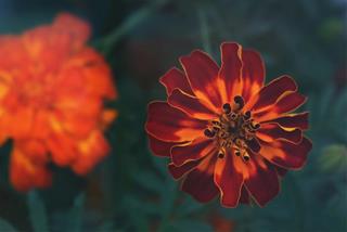 Tử vi thứ 6 ngày 4/11/2022 của 12 cung hoàng đạo: Song Tử tự cao, Thiên Bình thông thái