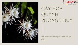 Cây hoa quỳnh phong thủy: Mỗi lần nở hoa là mang tới tài lộc cho gia chủ