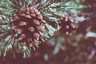 Tử vi thứ 2 ngày 28/11/2022 của 12 con giáp: Sửu tập trung, Thìn nắm cơ hội