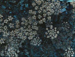 Tử vi thứ 2 ngày 21/11/2022 của 12 cung hoàng đạo: Cự Giải thất vọng