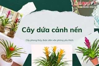 Cây dứa cảnh nến là gì? Lý do khiến dân văn phòng săn lùng cho bằng được?