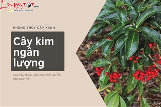 Cây kim ngân lượng phong thủy: Loại cây cực bắt mắt nhưng ta chưa tận dụng hết ý nghĩa của nó