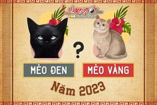 Năm Quý Mão 2023 là Mèo Vàng hay Mèo Đen? Điều may mắn hay xui xẻo nào đang chờ đón?