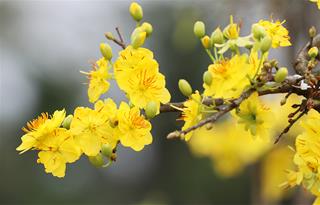 Tử vi tuần mới từ 23/1 - 29/1/2023 của 12 con giáp: TẾT Quý Mão tuổi nào ăn nhiều LỘC nhất?
