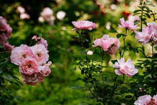 Tử vi thứ 4 ngày 23/2/2022 của 12 cung hoàng đạo: Sư Tử tinh ý, Nhân Mã khó khăn